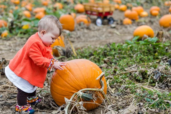 Pumpkin patch — Stockfoto