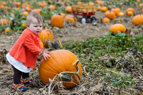 Pumpkin patch — Stockfoto