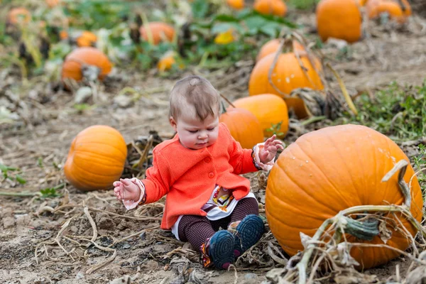 Pumpkin patch — Stockfoto