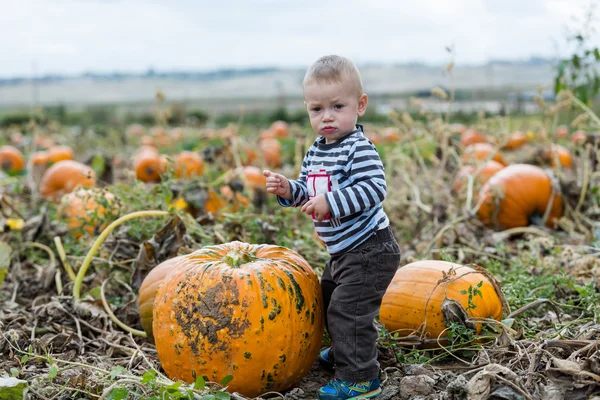 Pumpkin patch — Stock Photo, Image