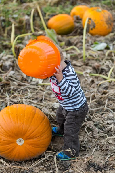 Pumpkin patch — Stockfoto