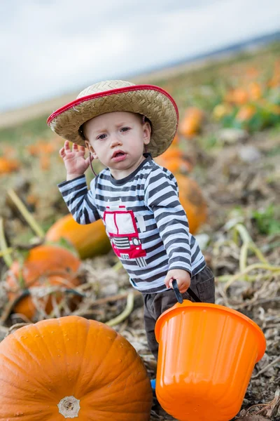 Pompoen patch — Stockfoto