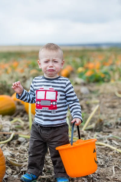 Pompoen patch — Stockfoto