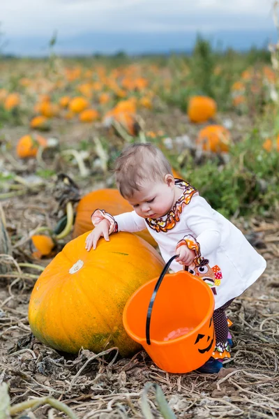 Pompoen patch — Stockfoto