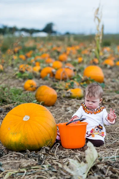 Pumpkin patch — Stock Photo, Image