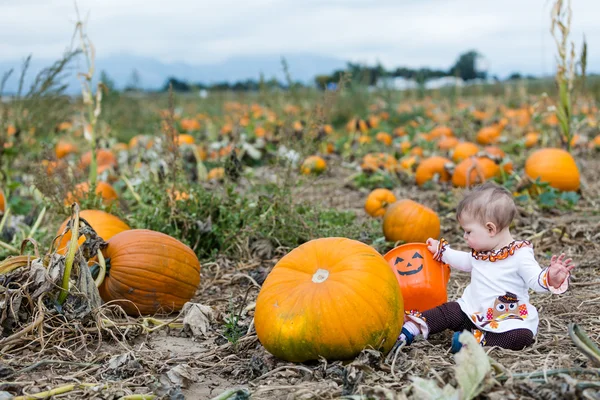 Pompoen patch — Stockfoto