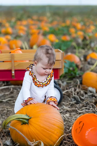 Pumpkin patch — Stockfoto