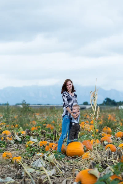 Pompoen patch — Stockfoto