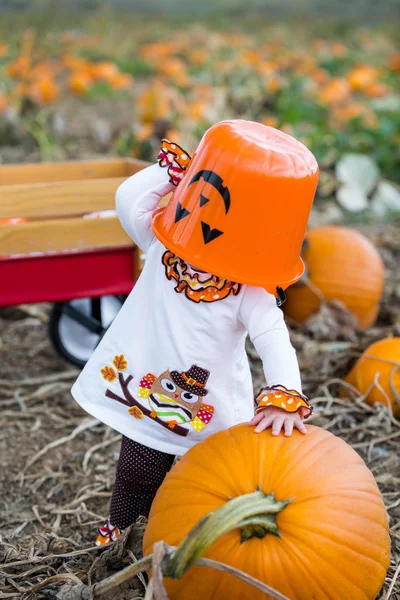 Pumpkin patch — Stockfoto