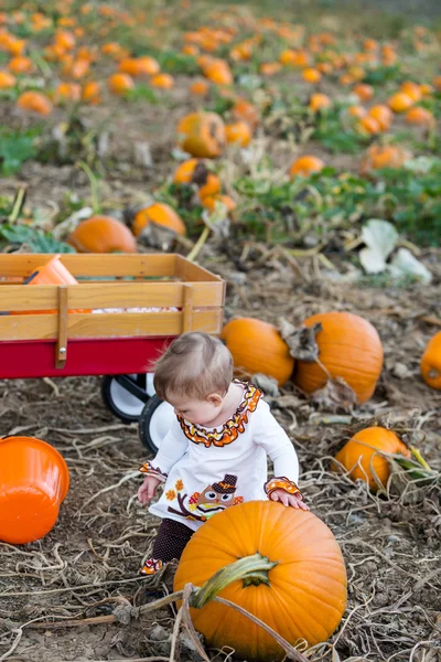 Pumpkin patch — Stockfoto