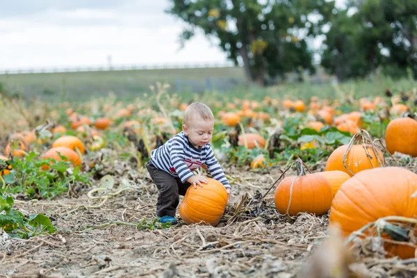 Pumpkin patch — Stockfoto