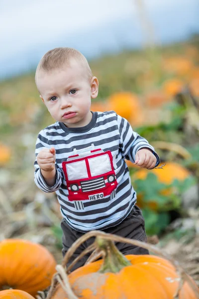 Pompoen patch — Stockfoto