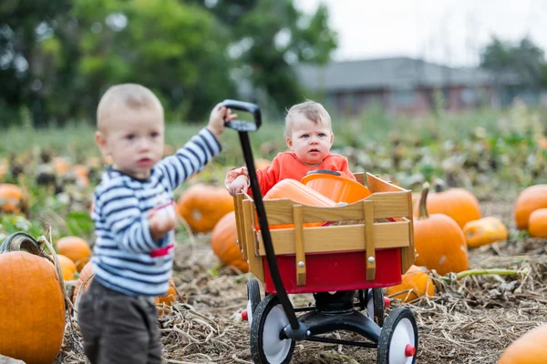 Patch di zucca — Foto Stock