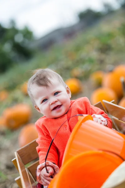 Pumpkin patch — Stock Photo, Image