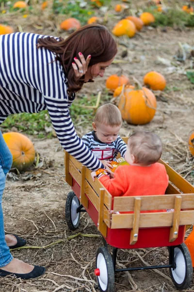 Pumpkin patch — Stock Photo, Image