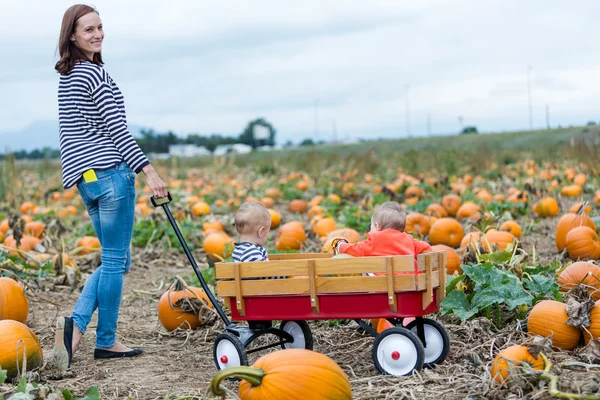 Patch di zucca — Foto Stock