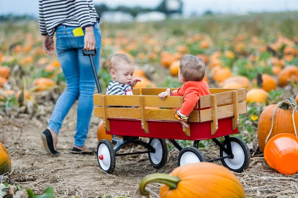 Parche de calabaza —  Fotos de Stock