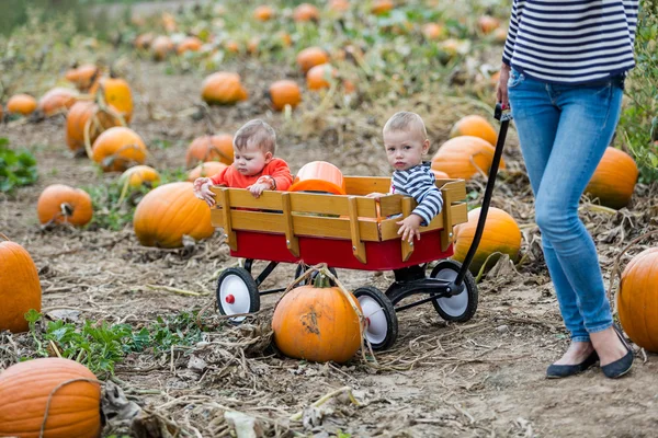 Parche de calabaza — Foto de Stock