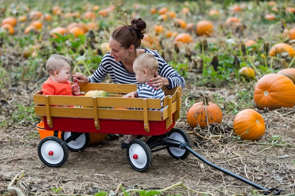 Parche de calabaza — Foto de Stock