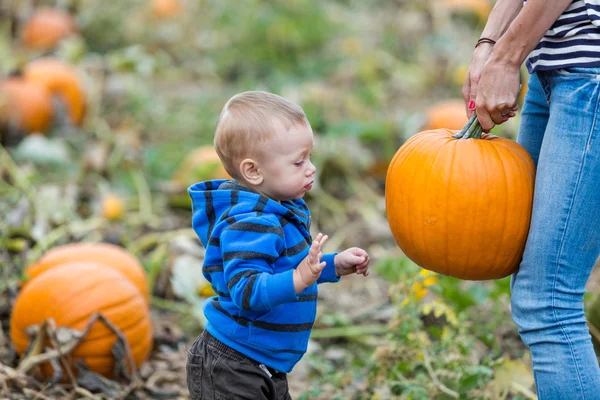 Patch di zucca — Foto Stock