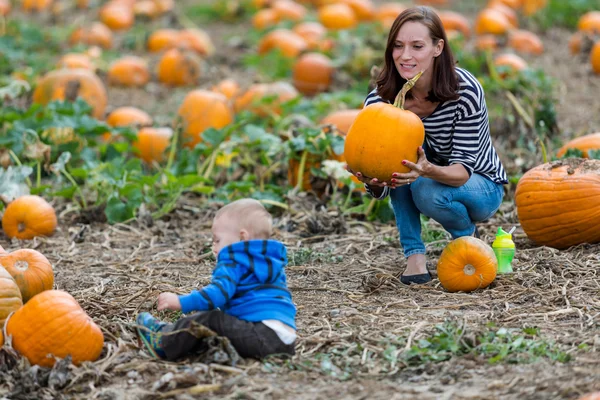 Patch di zucca — Foto Stock