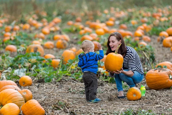 Patch di zucca — Foto Stock