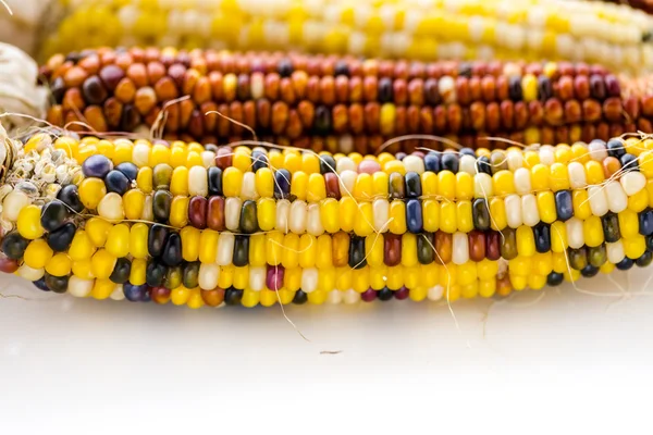 Flint corn — Stock Photo, Image