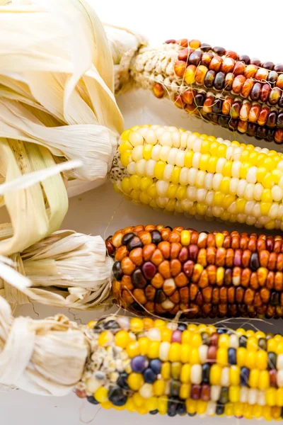 Flint corn — Stock Photo, Image