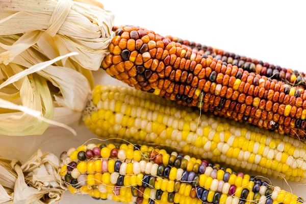 Flint corn — Stock Photo, Image