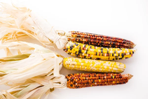 Flint corn — Stock Photo, Image