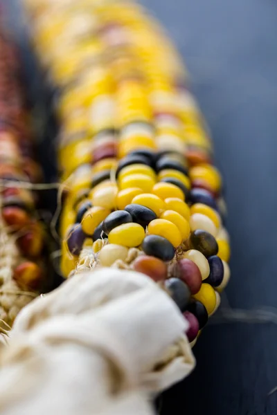 Flint corn — Stock Photo, Image