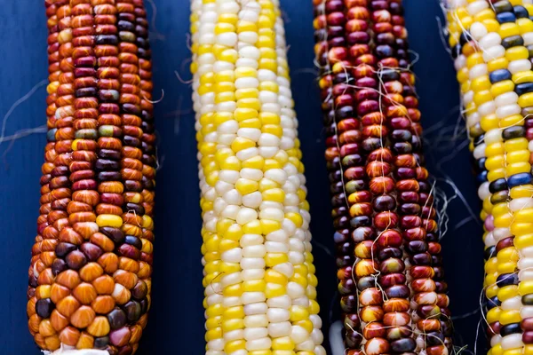 Flint corn — Stock Photo, Image