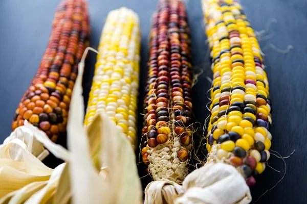 Flint corn — Stock Photo, Image