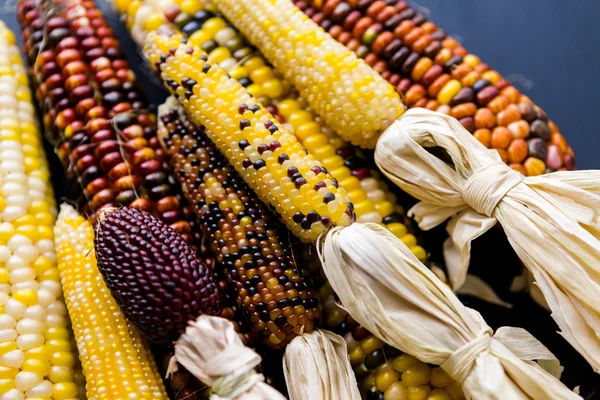 Flint corn — Stock Photo, Image