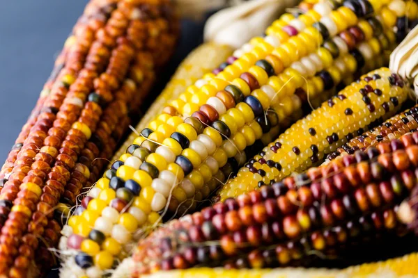 Flint corn — Stock Photo, Image