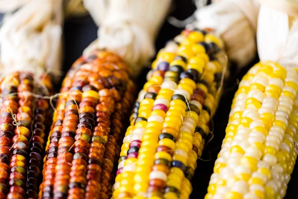 Flint corn — Stock Photo, Image