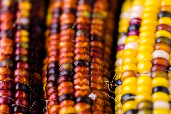 Flint corn — Stock Photo, Image