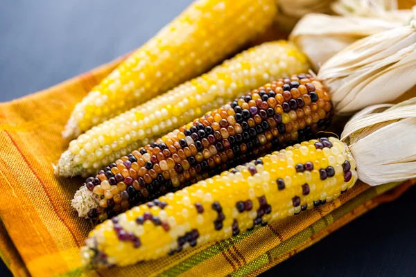 Keményszemű kukorica — Stock Fotó