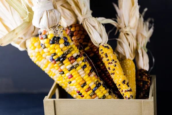 Flint corn — Stock Photo, Image