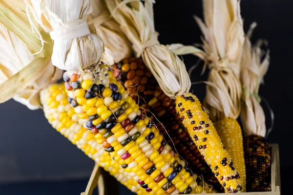 Flint corn — Stock Photo, Image