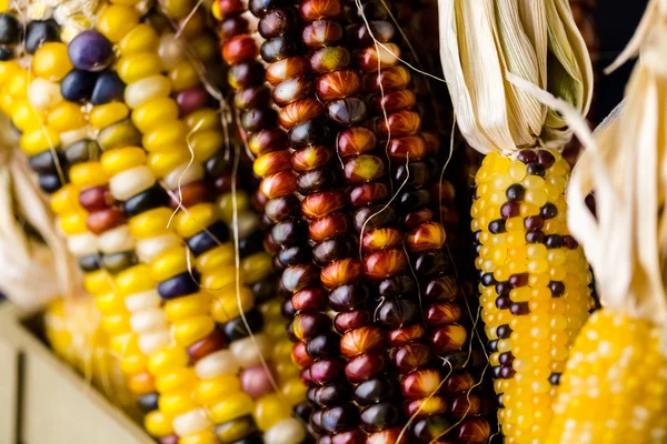 Flint corn — Stock Photo, Image