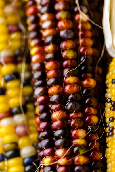 Flint corn — Stock Photo, Image