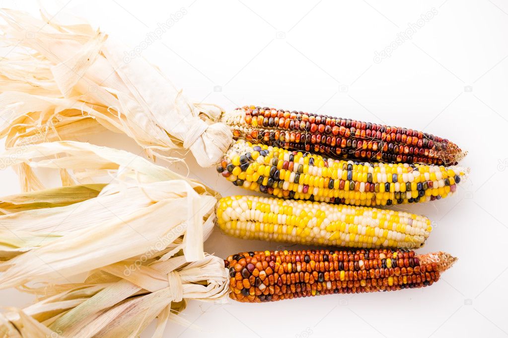Flint corn