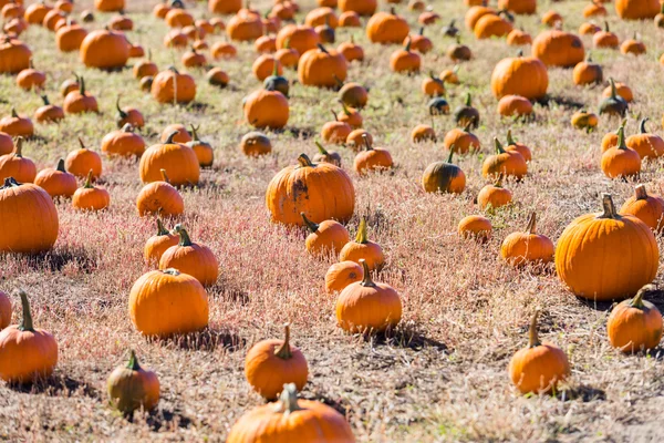 Pompoen patch — Stockfoto