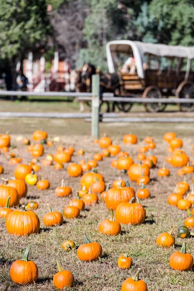 Parche de calabaza —  Fotos de Stock