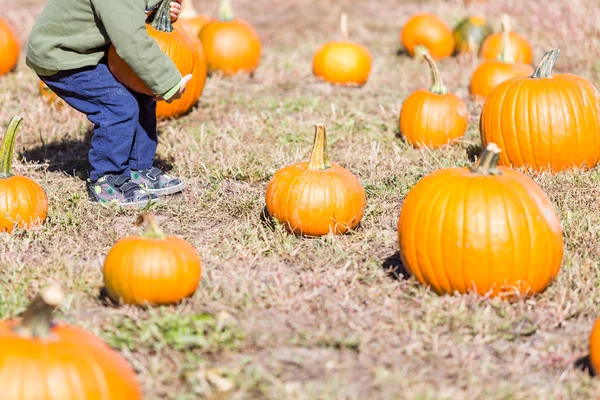 Parche de calabaza —  Fotos de Stock