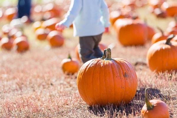 Parche de calabaza —  Fotos de Stock