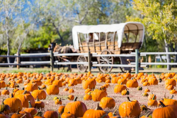 Pumpkin patch — Stock Photo, Image