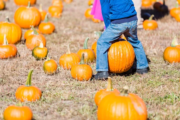 Patch di zucca — Foto Stock