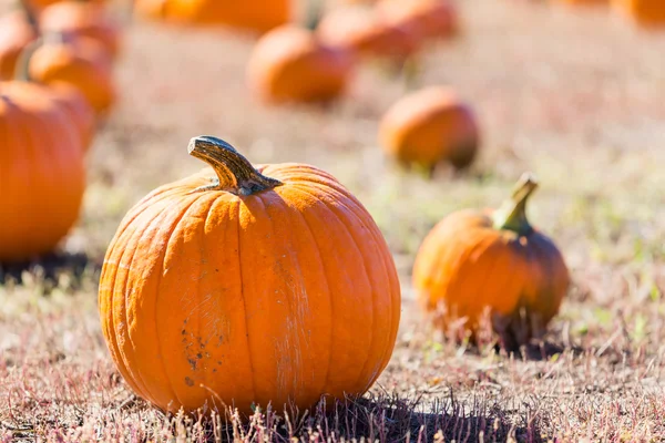 Pompoen patch — Stockfoto